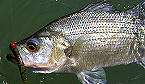 North Carolina Extends 2018 Striped Bass Season for Roanoke River to May 6