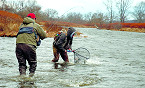 Idaho Anglers Reminded of Reduced Steelhead Limits on the Salmon River
