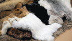 Arkansas Fur Prices Down for 2nd Year in a Row