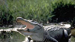 Alligator