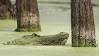Arkansas 2017 Alligator Permit Draw Complete