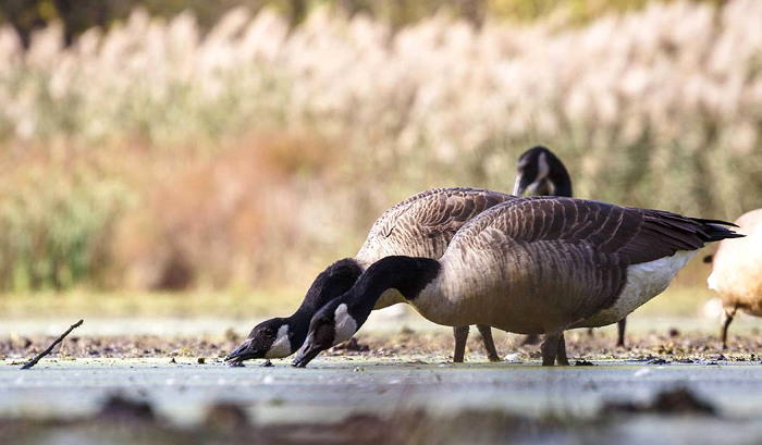 Pennsylvania Sets 2020-21 Migratory Game Bird Seasons