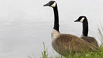 Arkansas 2019 Early Canada Goose Hunting Season Opens Sept 1