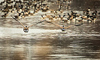 Maryland 2018 Survey Estimates Ducks, Geese Numbers Higher than 5-year Average