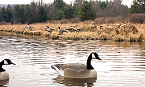 Maryland Canada Goose Season Opens Nov 17