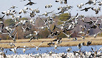 Arkansas Snow Goose Hunt Planned to benefit Hunters Feeding the Hungry