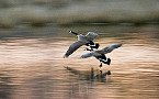 North Carolina Sets 2019-2020 Migratory Game Bird Seasons
