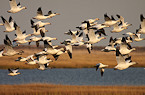 snow goose hunting