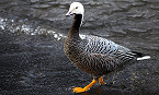 Alaska Reopens Hunting for Emperor Geese in 2018 