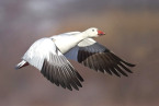 TWRA Accepting Applications for 2020 Free Light Goose Conservation Season