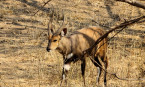 Reopening Botswana To Trophy Hunting Depends On U.S. Support