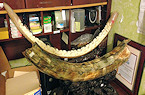 Illegal ivory trafficking