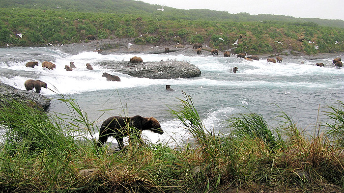 Apply by June 20 for Alaska 2021 Special Raffle for Bear Viewing on McNeil River 
