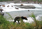 Alaska 2021 Special Raffle for Bear Viewing on McNeil River
