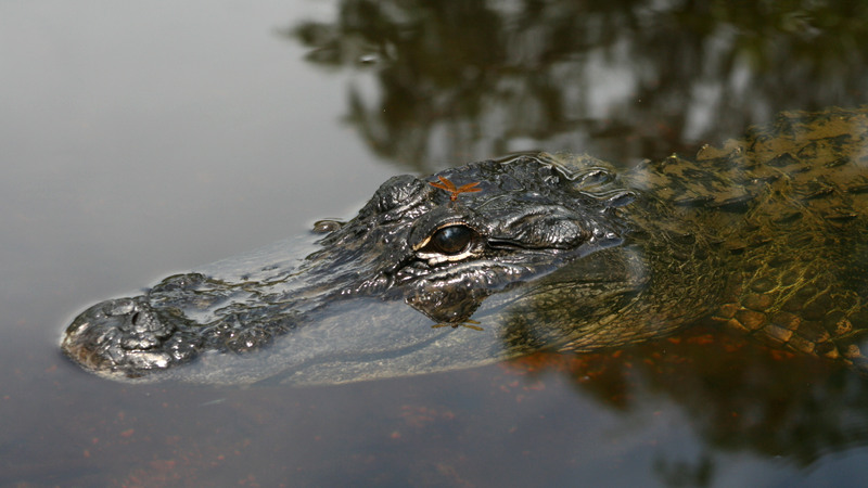 Apply for Arkansas 2022 Alligator Hunting Permit by June 30
