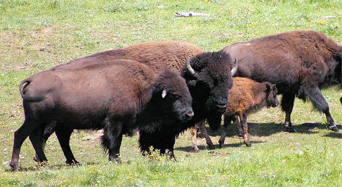 Twelve Chosen for Arizona's 1st Conrolled Bison Hunt Inside Grand Canyon 