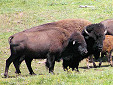 welve Chosen for Arizona's 1st Controlled Bison Hunt Inside Grand Canyon