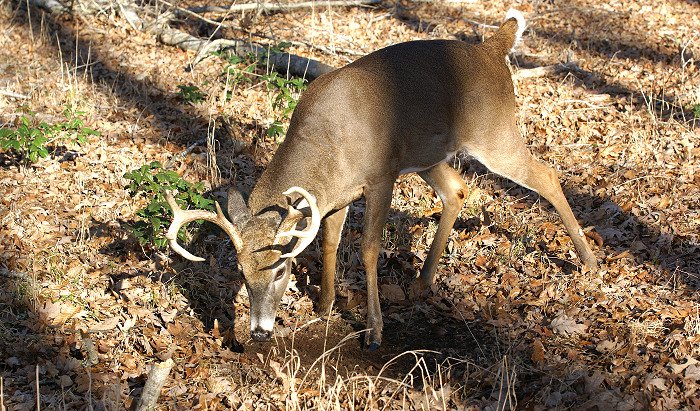 Tips for Hunting the Rut in Alabama