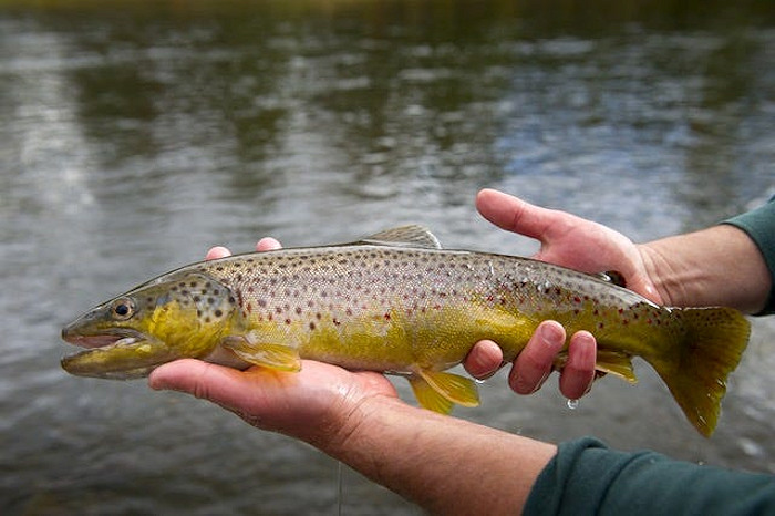 Arizona Anglers Can Earn Cash Bonuses During the Brown Trout Bonanza on the Colorado River