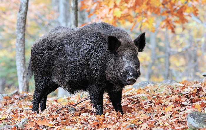 Apply for West Virginia Wild Boar Hunting Permits by Jan 14