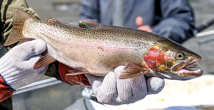 Wyoming Anglers Asked to Report Tagged Trout