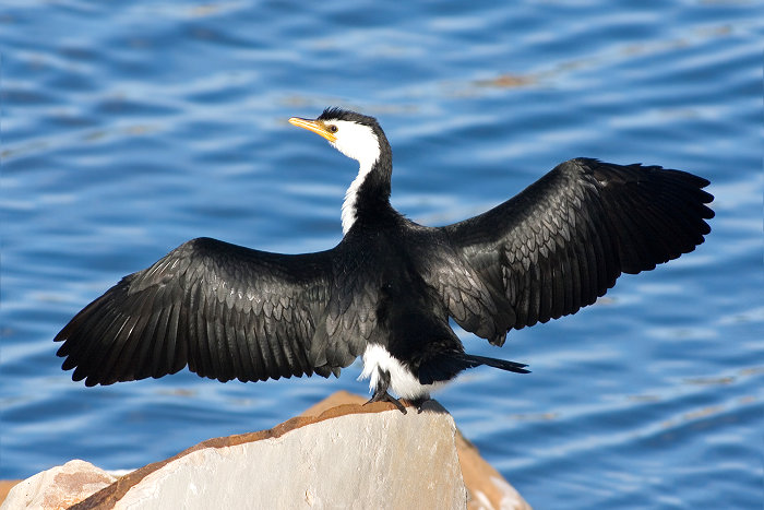 U.S. Fish and Wildlife Service Finalizes New Special Permit for Cormorant Management in Lower 48 States