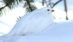 Ptarmigan Populations Strong in the Colorado Rockies