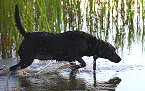 Kansas Hunting Dog Owners Cautioned To Watch for Harmful Algal Blooms