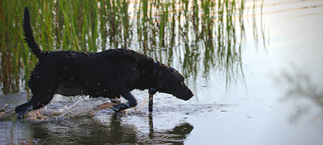 Kansas Hunting Dog Owners Cautioned To Watch for Harmful Algal Blooms