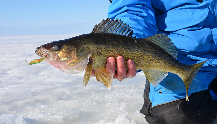 Early Ice Fishing Walleye Tactics That Will Put You on the Bite