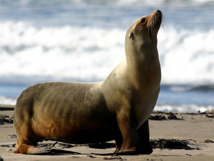 States and Tribes Permit to Expand Sea Lion Removal in the Columbia River