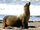 States and Tribes Permit to Expand Sea Lion Removal in the Columbia River