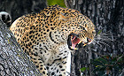 No Leopard Hunting Quota in South Africa for 2017