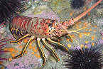 Florida 2019 Spiny Lobster Season Opens July 24