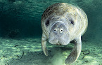 Florida manatee