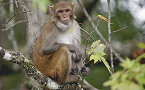 Florida Neighborhoods May Harbor Deadly Disease-Carrying Monkeys