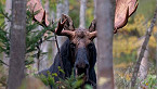 Vermont Accepting Applications for 2020 Moose Lottery