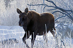 Maine moose hunting