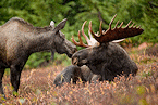 Free Flights for Moose Hunters Offered By Park in Canada
