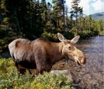 cow moose