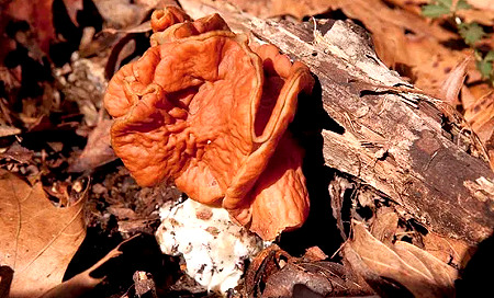 A bad to pick morel mushroom