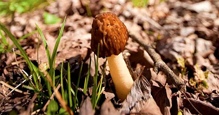 A Bad to PIck morel mushroom