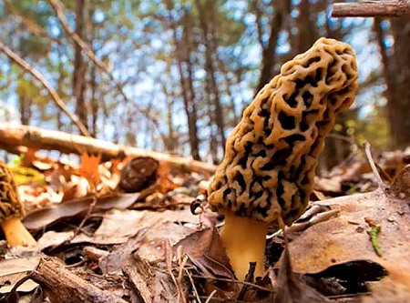 a good to pick morel mshroom