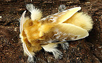 Floridians Beware of Poisonous Southern Flannel Moth 