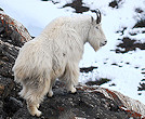 Wyoming Mountain Goats Gaining in Numbers