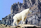 Washington Approves Mountain Goat Management Plan for Olympic National Park