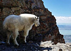 Utah mountain goat