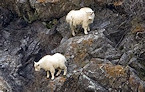 Utah mountain goat hunting