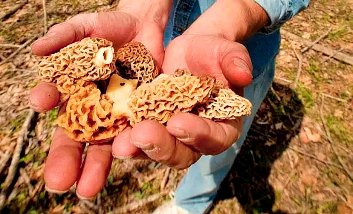 Michigan Advises Stick to Local Forests for Spring Morel Hunting