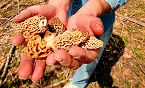 Michigan Advises; Stick to Local Forests for Spring Morel Hunting